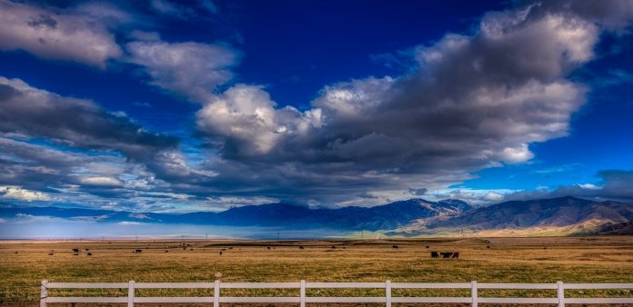 cattle and mountains cattle and mountains