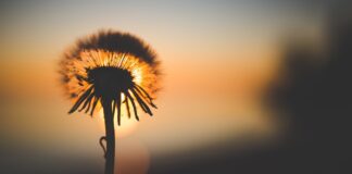 dandelion