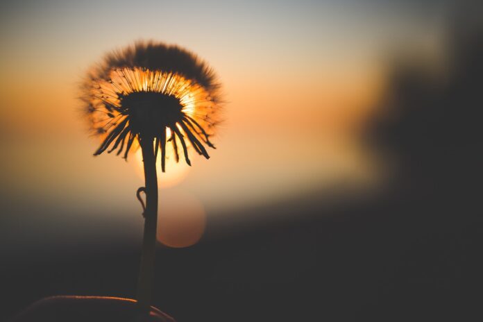 dandelion dandelion
