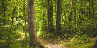 forest trail