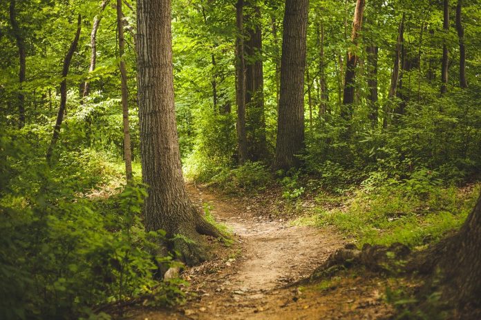forest trail forest trail