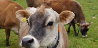 jersey cow
