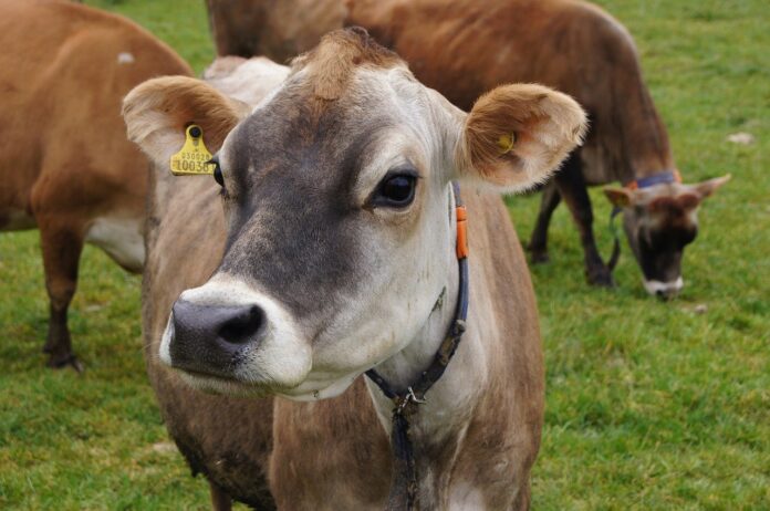 jersey cow jersey cow