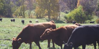 Cows eating in a pasture.