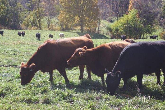meadow_view_farm_7 Cows eating in a pasture.