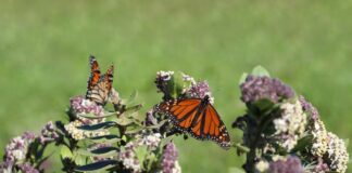 monarch butterfly on milkweed