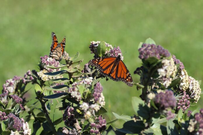 monarch butterfly on milkweed monarch butterfly on milkweed