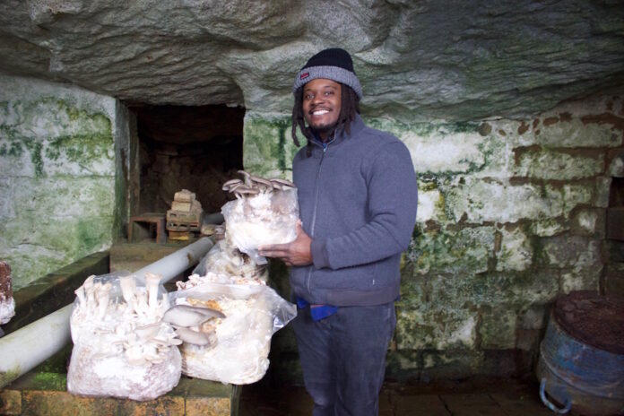 pa_mushroom_company_1 A man holds up a mushrooms growing in an old spring house.