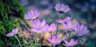 Hepatica