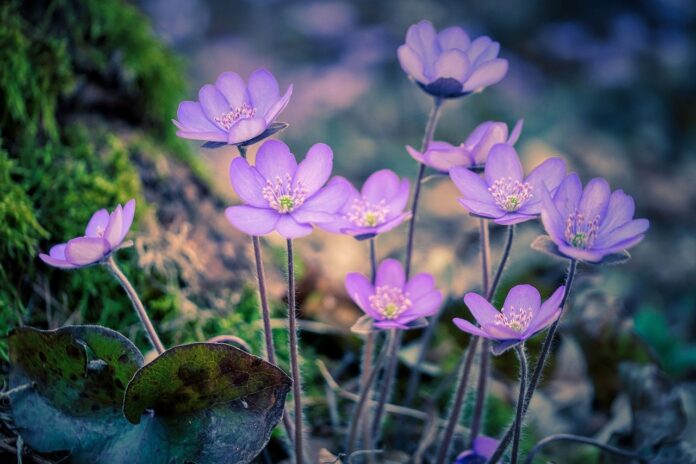 Hepatica Hepatica