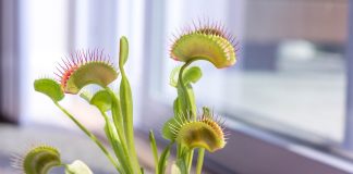 Venus flytrap