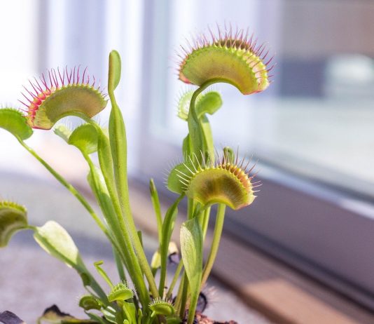 Venus flytrap