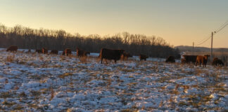 snowy pasture
