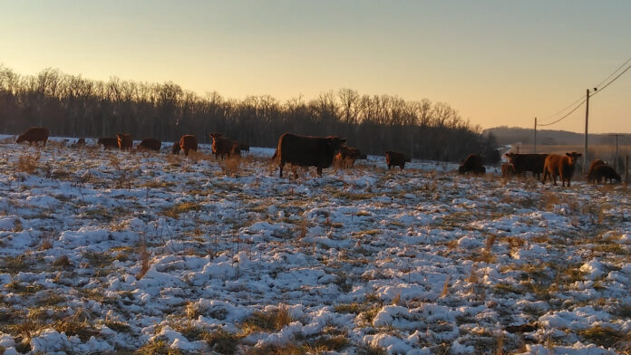 snowy pasture snowy pasture