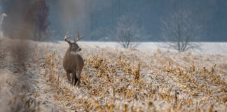 deer