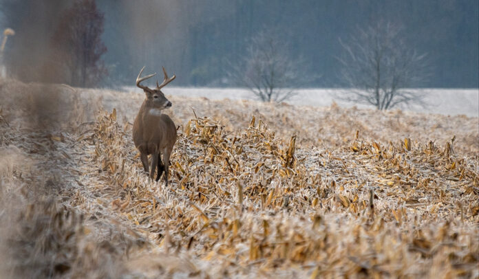 deer deer