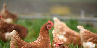 brown hen on green grass during daytime