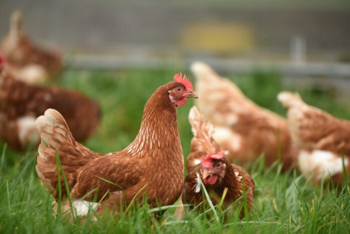 Photo by Thomas Iversen brown hen on green grass during daytime
