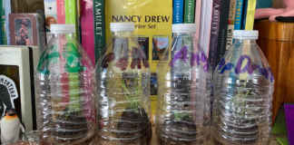 water bottle terrariums