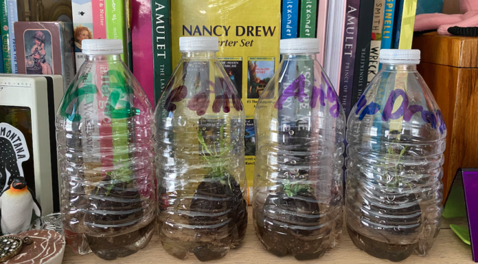 water bottle terrariums water bottle terrariums