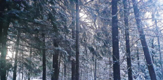Maine forest