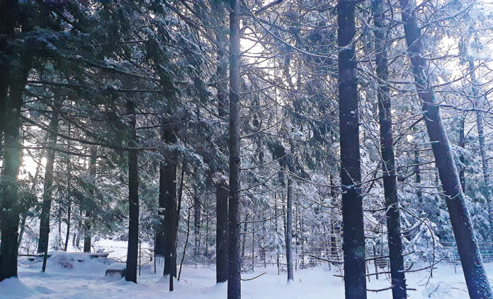 Tarma_woodsFeb22 Maine forest