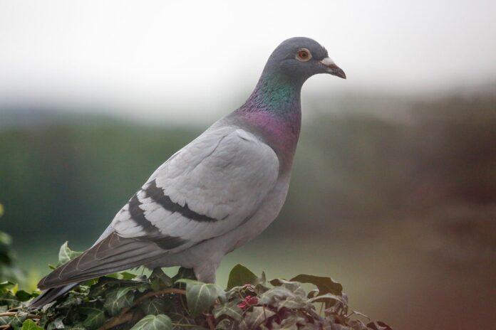 carrier pigeon carrier pigeon