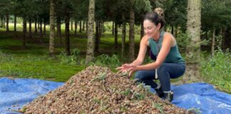 woman holds pine cones in her hand as a tree farm