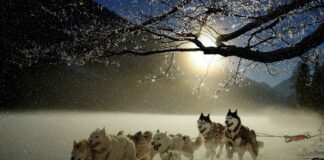 sled dogs
