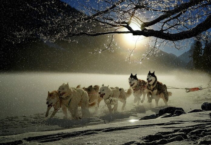 sled dogs sled dogs