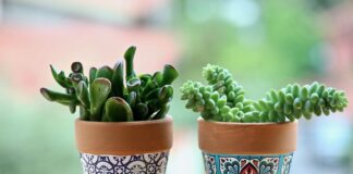 succulents