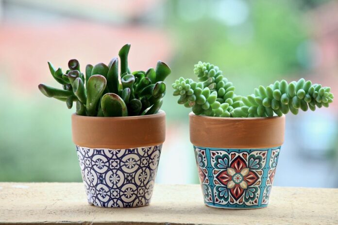 succulents succulents