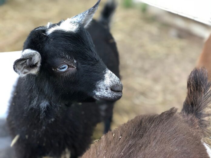 Nigerian dwarf goat Nigerian dwarf goat