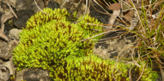 curved tortilla moss
