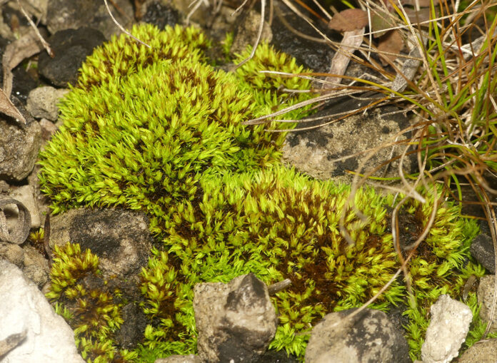 curved tortilla moss curved tortilla moss