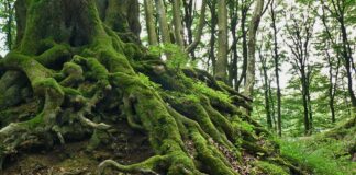 roots