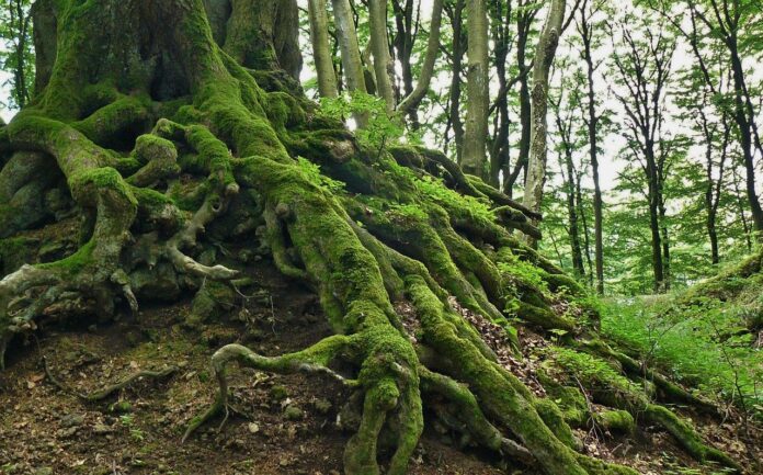 roots roots