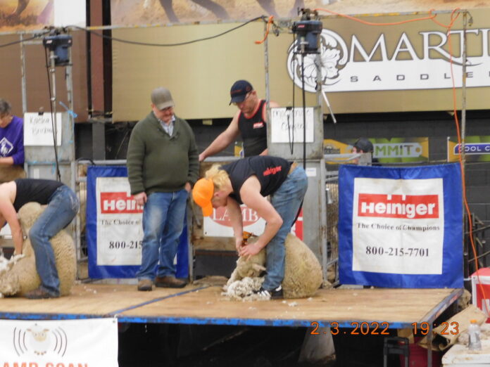 shearing-contest-1 a man shears a sheep on a stage