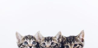 three brown tabby kittens