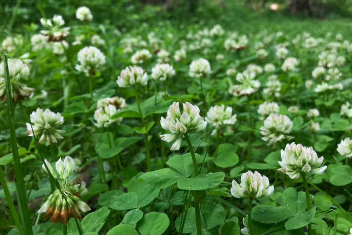 A closeup of running buffalo clover flowers. (Submitted photo) buffalo clover flowers