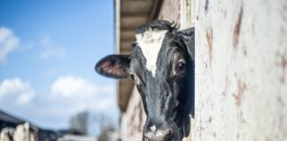 cow