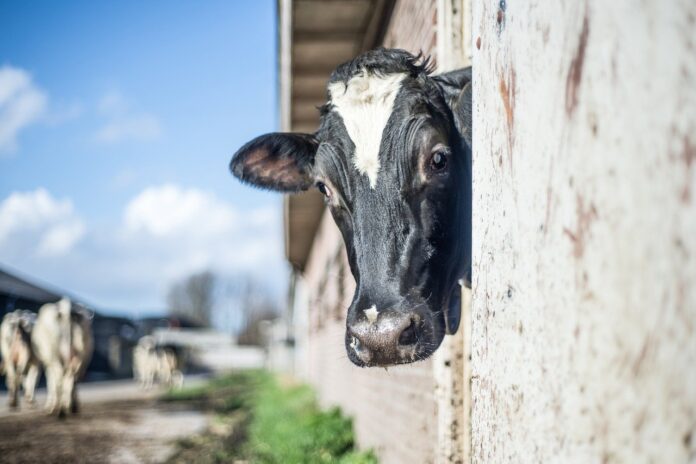 cow cow