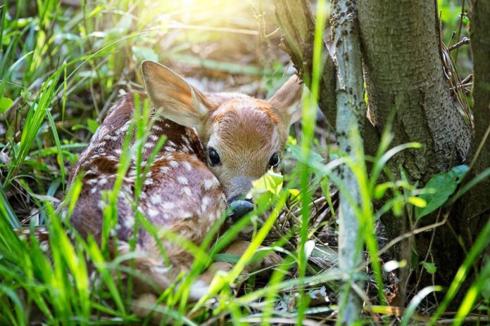 fawn fawn