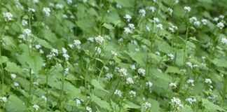 garlic mustard
