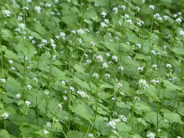 garlic mustard garlic mustard