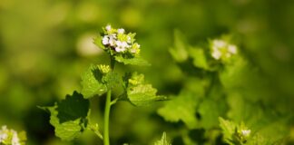garlic mustard