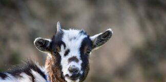goat