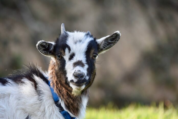 goat goat