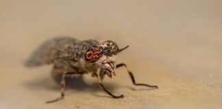 horse fly
