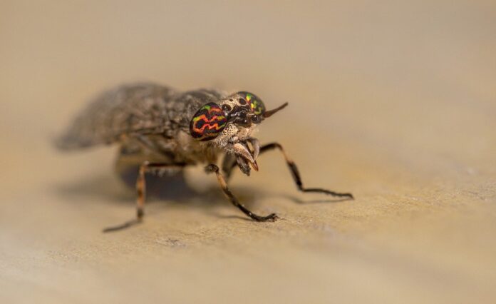 horse fly horse fly